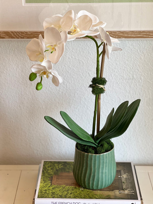 White Orchid in Green Pot